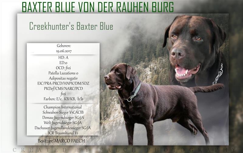 Labrador Deckrüde Baxter Blue mit Champion Auszeichnung