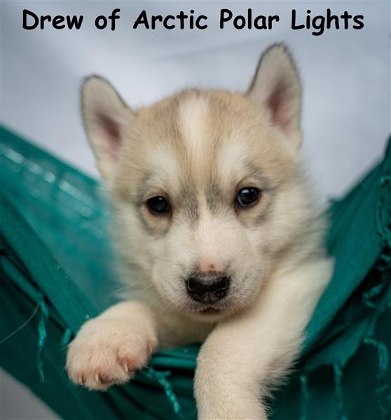 Siberian Husky Welpe - Drew of Arctic Polar lights