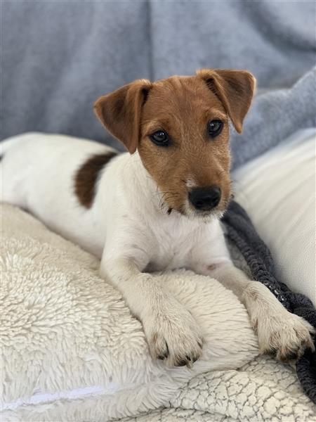 Wunderschöne Parson Jack Russell Terrier Welpen
