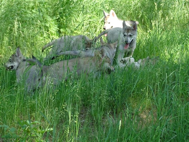 Wolfsschäferhunde (Sandros Leisha Dog)
