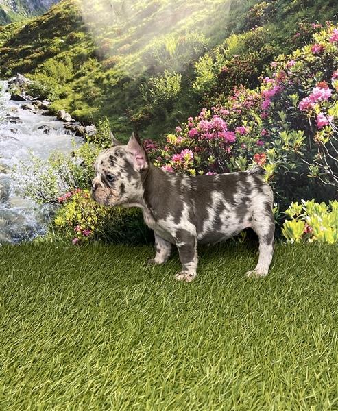 Wunderschöne Französische Bulldog Welpen Lilac Merle, Choco merle, Lilac merle tan