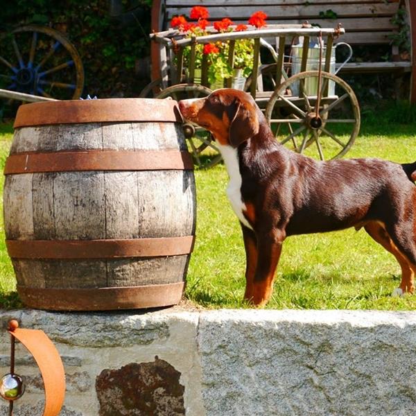 Swissydog ( Berner Sennenhund & Appenzeller Sennenhund) in Havanna Braun