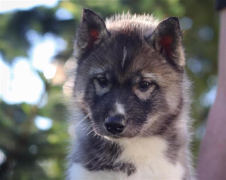 Siberian husky puppy FCI pedigree