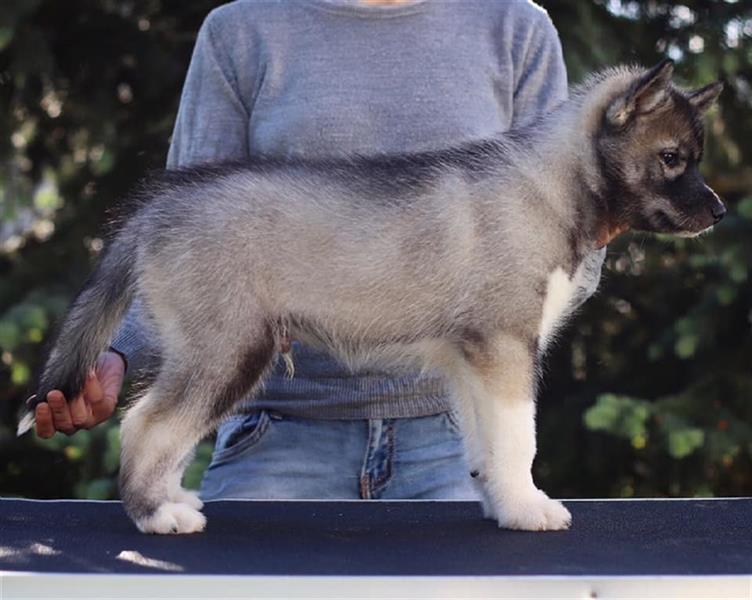 Siberian husky puppy FCI pedigree