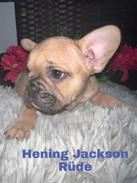 Hening Jackson