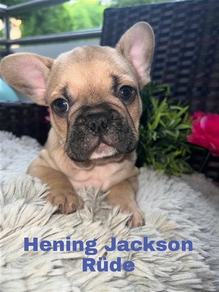 Hening Jackson