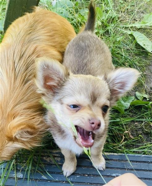 Süße Chihuahua Welpen (Langhaar)