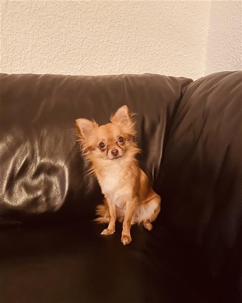 Süße Chihuahua Welpen (Langhaar)