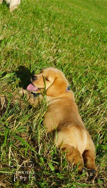 Mini Labradore Stammbaum Hausaufzucht Vorerzogen 14 Wochen Stubenrein