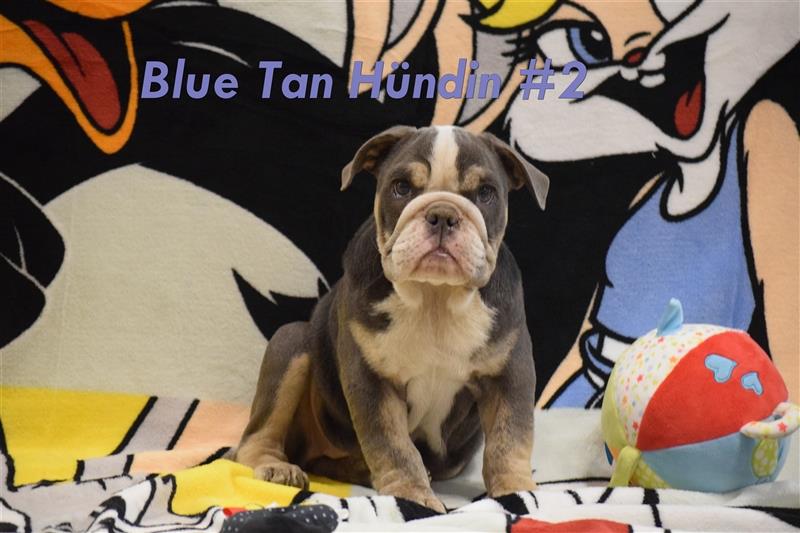 Wunderschöne Englische Bulldogge Babys in seltene Farben mit Ahnentafel