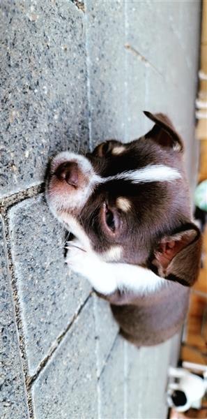 3 süße mini Chihuahuas abzugeben