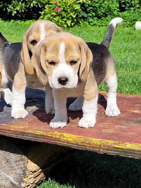 Beagle Babys mit Ahnentafeel