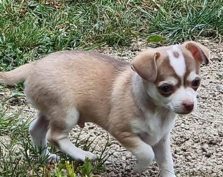 Chihuahua welpe