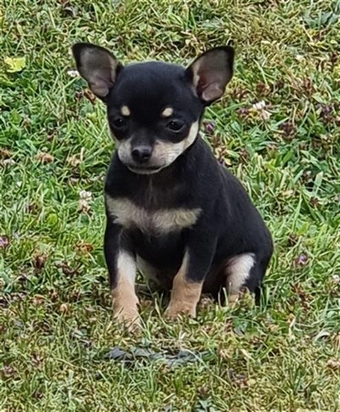Chihuahua welpe