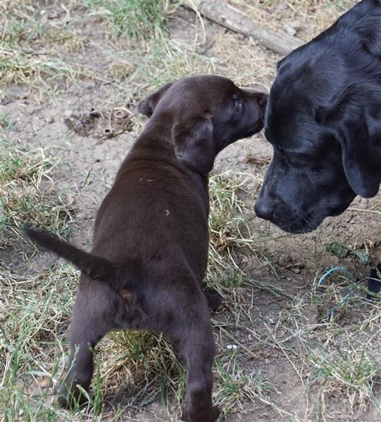 Labrador Welpe braun Hündin mit Ahnentafel