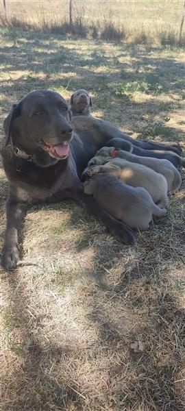 Silber & Charcoal Labrador Welpen Wurfankündigung