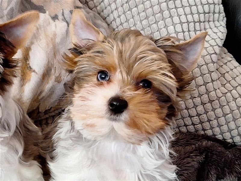 Blueberry merle hot sale yorkshire terrier