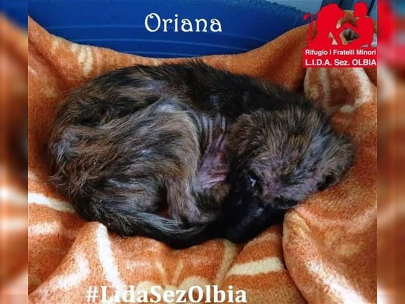 Oriana - blieb verhungert und krank zurück