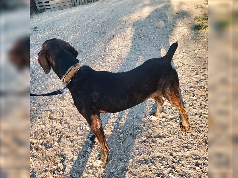 Sebastiano - kann gut mit  Hund und Mensch - einfach ein toller Typ!