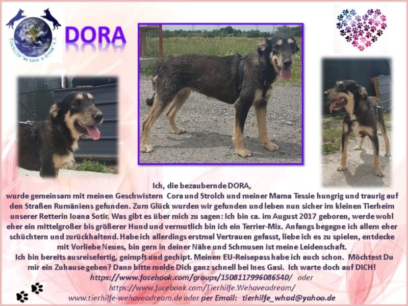 Dora sucht eine liebe Familie