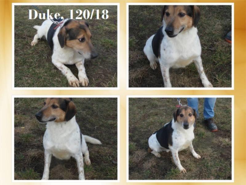 Duke sucht liebe Familie oder Pflegestelle