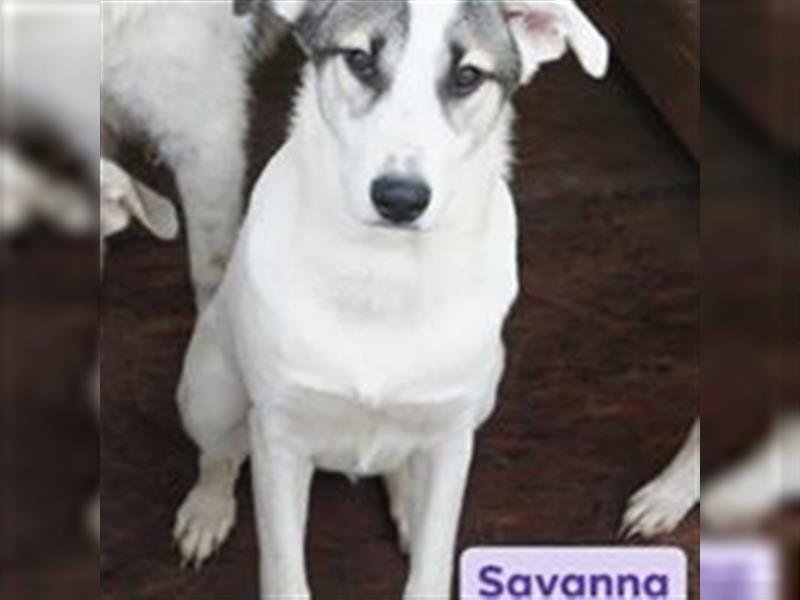 Savanna wartet in 58119 Hagen(NRW) auf ihr Zuhause