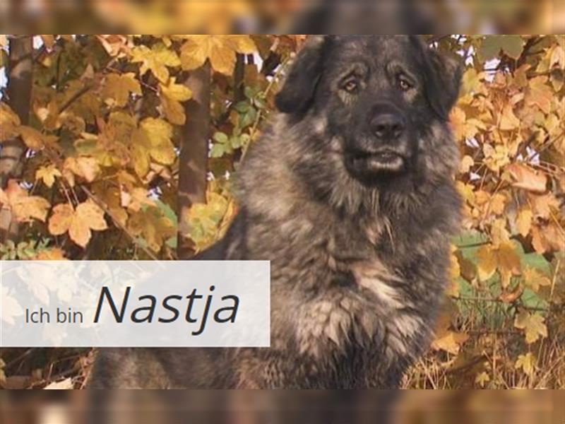 Nastja kam aufgrund der Trennung ihrer Besitzer ins Tierheim