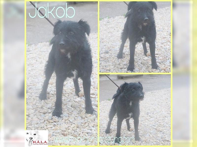 JAKOB, der ideale Familienhund. Sucht dringend ein Zuhause