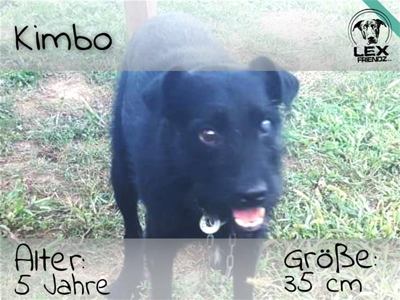 Kimbo - verängstigter Hund