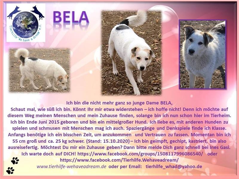 BELA sucht ein liebes Zuhause