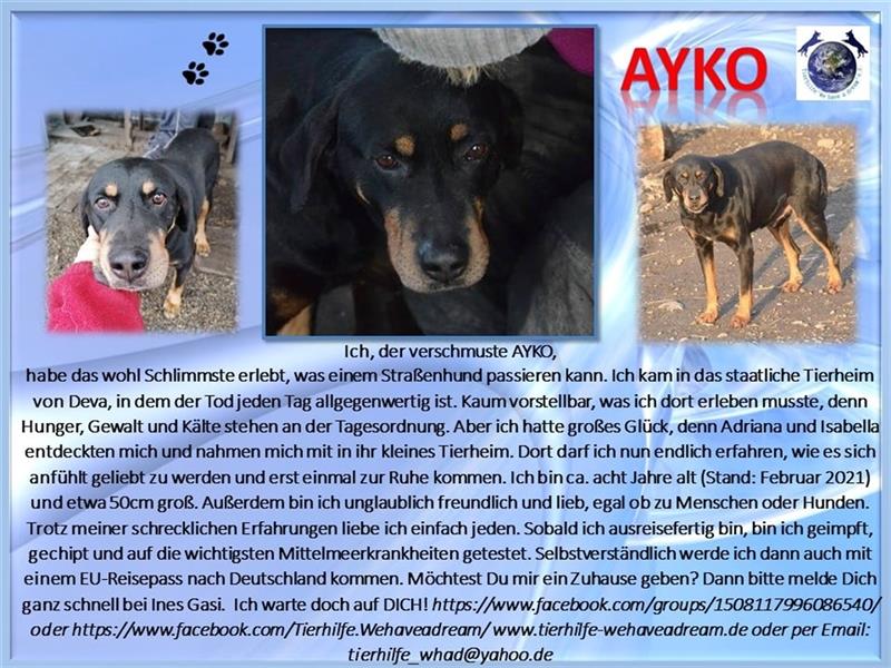 AYKO sucht ein liebes Zuhause