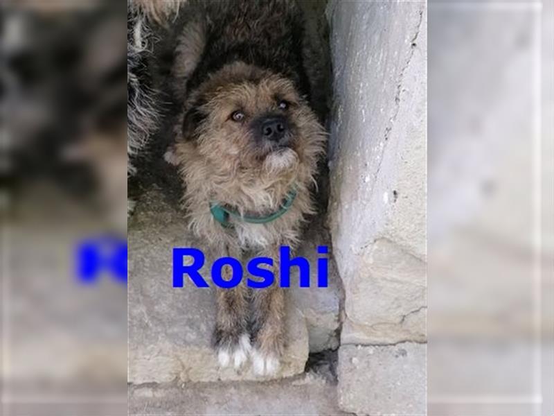 ROSHI - sucht sein Zuhause