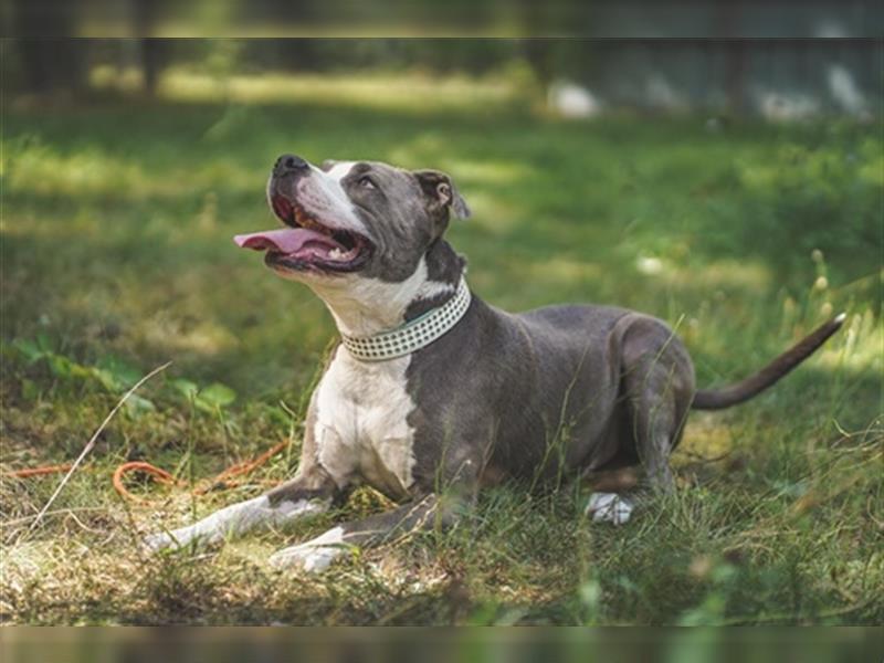 Tony, Am. Staffordshire-Pittbull Terrier-Mix, geb. 2013, Kraftpaket su. Kenner mit Führungsqualitäte