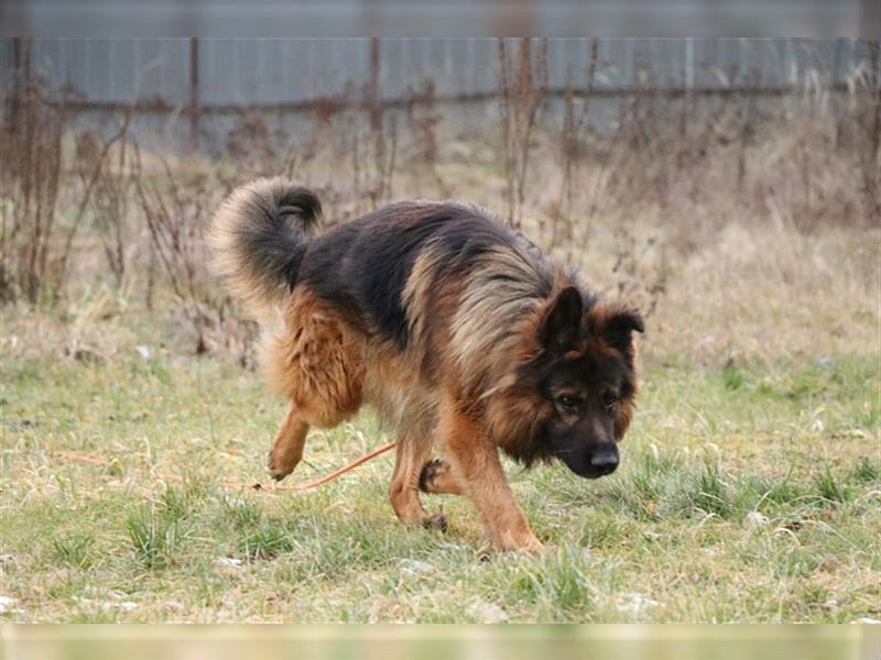 Momo wunderschöner Schäferhund sucht Familie mit Grundstück