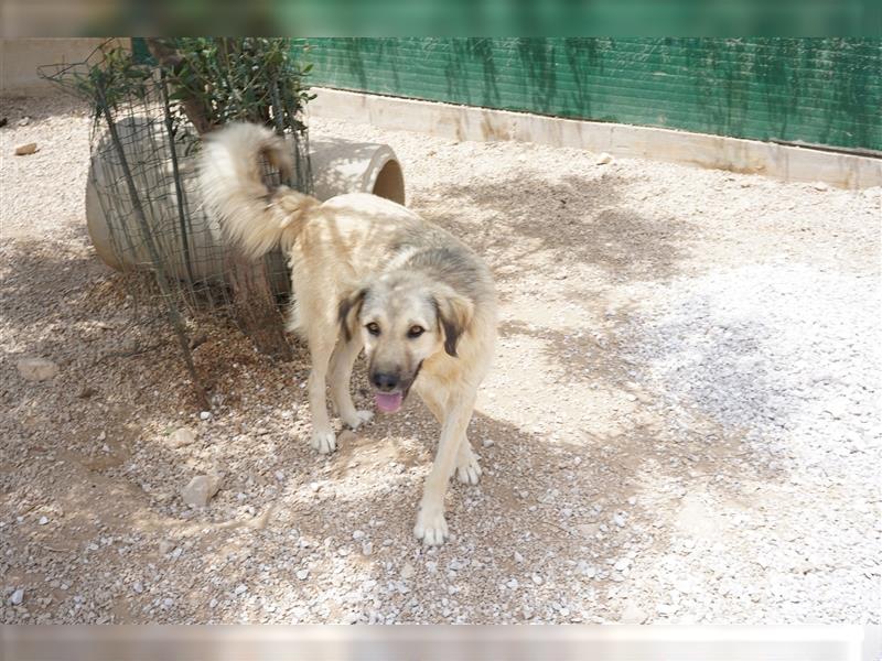ruhiger kaukasischer Schäferhund Mix Rüde Sunny sucht sein Zuhause