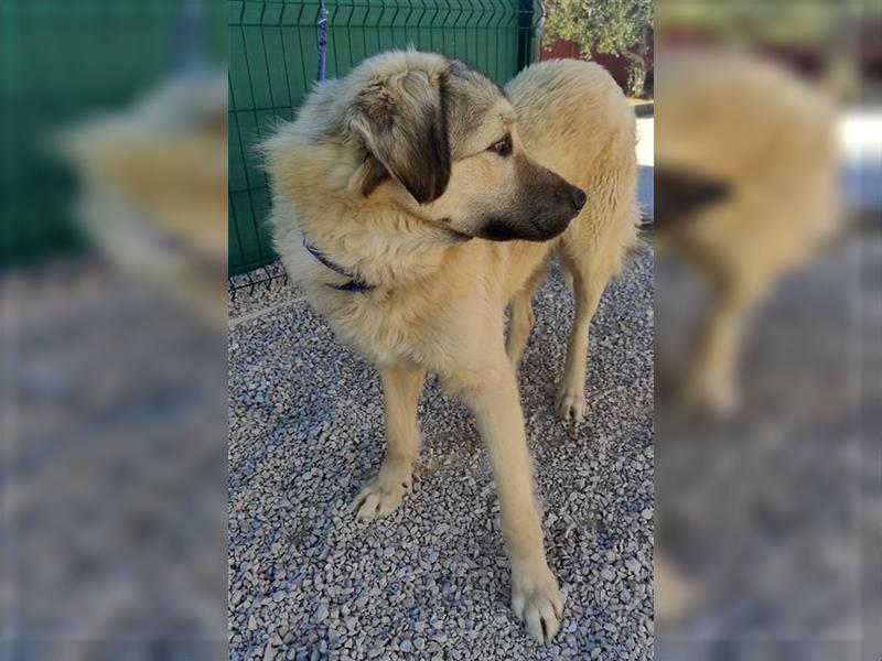 ruhiger kaukasischer Schäferhund Mix Rüde Sunny sucht sein Zuhause