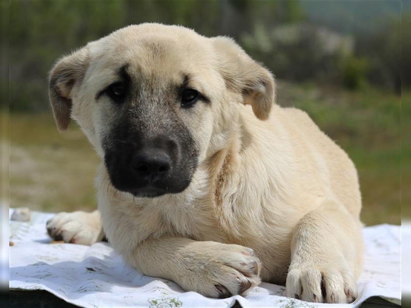 Tivi, geb. ca. 12/2021, lebt in GRIECHENLAND, auf einem Gelände, auf dem die Hunde notdürftig versor