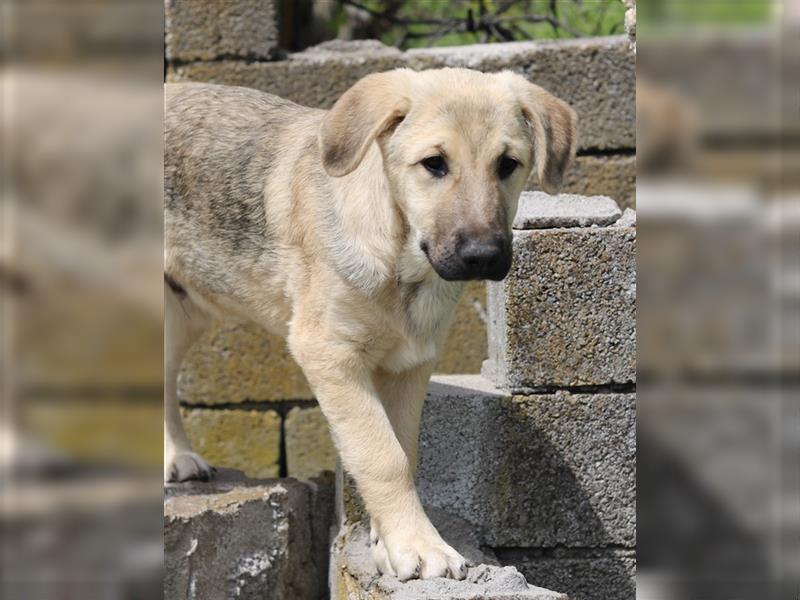 Baki, geb. ca. 12/2021, lebt in GRIECHENLAND, auf einem Gelände, auf dem die Hunde notdürftig versor