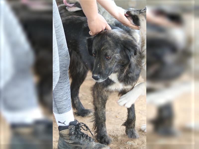 Pamela, geb. ca. 05/2021, lebt in GRIECHENLAND, auf einem Gelände, auf dem die Hunde notdürftig vers