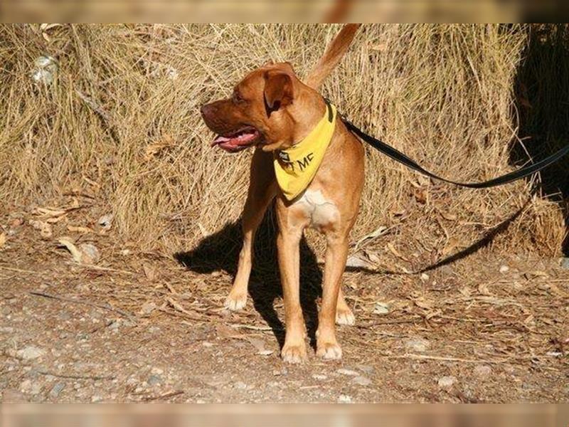Duke (Spanien) - ein Hund für Kenner und Könner
