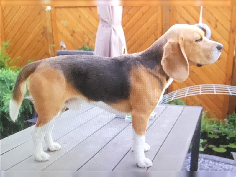 Beagle DECKRÜDE in der Farbe Tricolor mit Zuchtzulassung, Ahnentafel und ERFAHRUNG