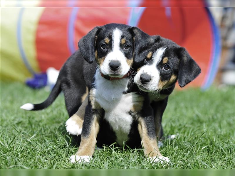 Entlebucher Sennenhund Welpen mit Papieren für 2te Jahreshälfte 2023 geplant