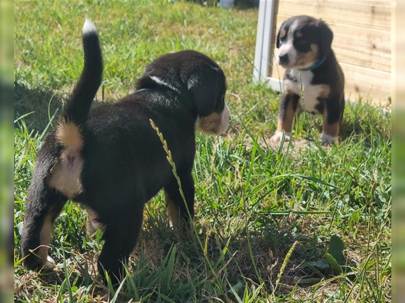 Entlebucher Sennenhund Welpen mit Papieren für 2te Jahreshälfte 2023 geplant