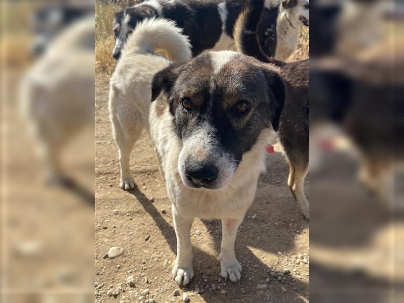 Dakis, geb. ca. 02/2018, lebt in GRIECHENLAND, auf einem Gelände, auf dem die Hunde notdürftig verso