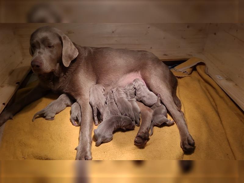 Wunderschöne Labrador Welpen silber mit Ahnentafel