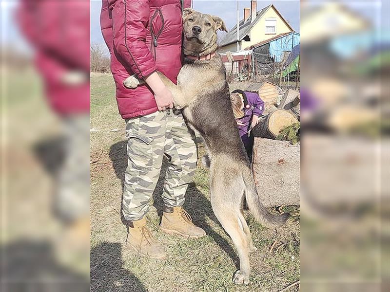 superlieber Familienhund SHARIDAN - 1 Jahr, 62cm/26kg, Magyar-Agar-Mix