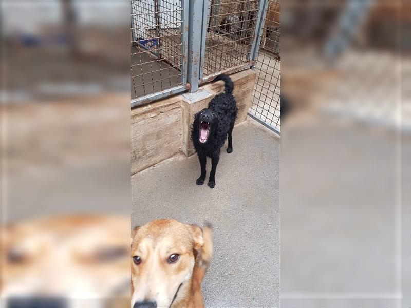Balin kroatischer Schäferhund Mischlings Rüde sucht sein Zuhause