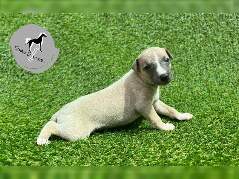 Whippet puppies with pedigree