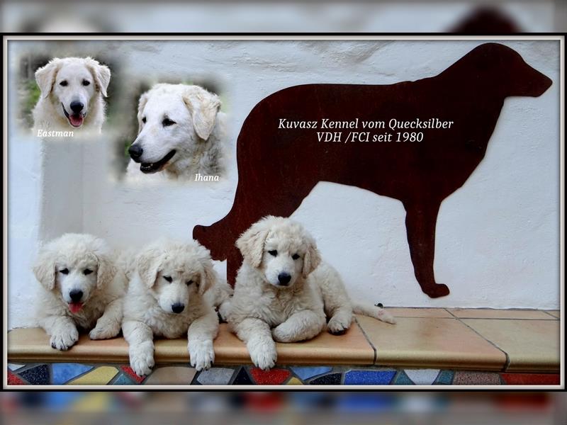 Wunderschöne Kuvasz Welpen, Wurfankündigung Frühling 2023; rassige edle Ungarische Hirtenhunde;