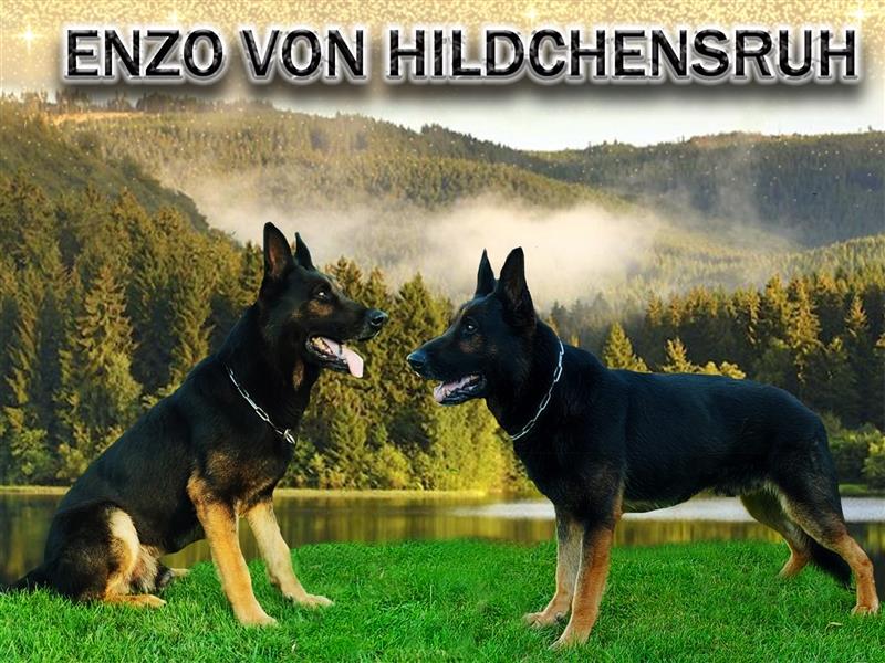Deutscher Schäferhund Deckrüde DDR